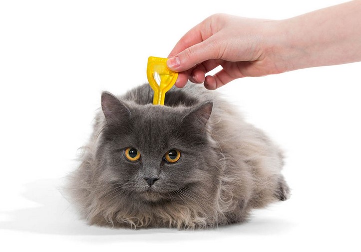 Where do cats get lice from?