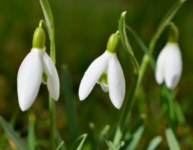 The Meaning of the Galanthus Flower