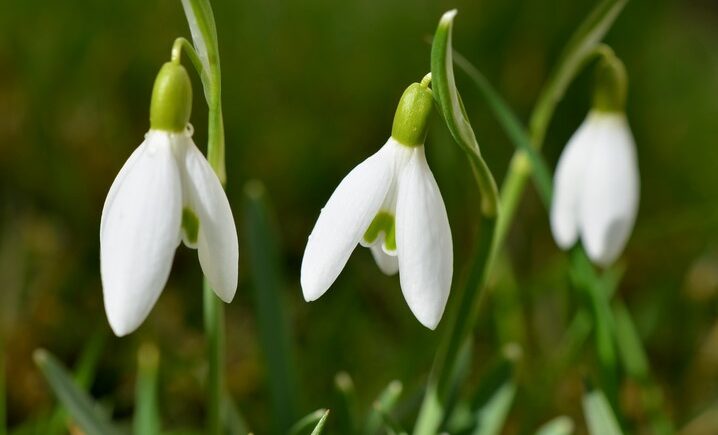 The Meaning of the Galanthus Flower