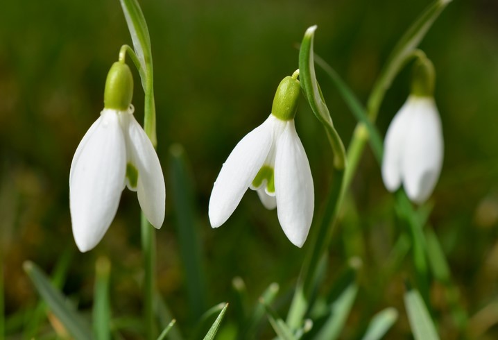 The Meaning of the Galanthus Flower