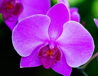 What Does It Mean to Dream About Orchids