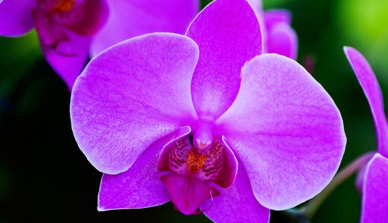 What Does It Mean to Dream About Orchids
