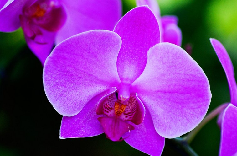 What Does It Mean to Dream About Orchids