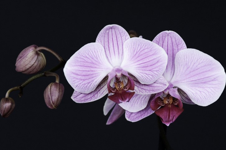 What color orchids are good luck?