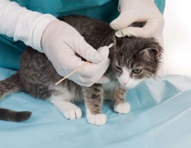 Symptoms and Causes of Cat Lice