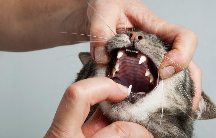 How can I treat my cat for lice at home?