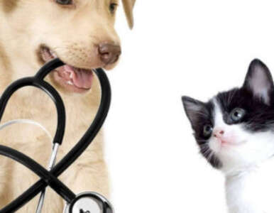 Benefits of Spaying Or Neutering Pets