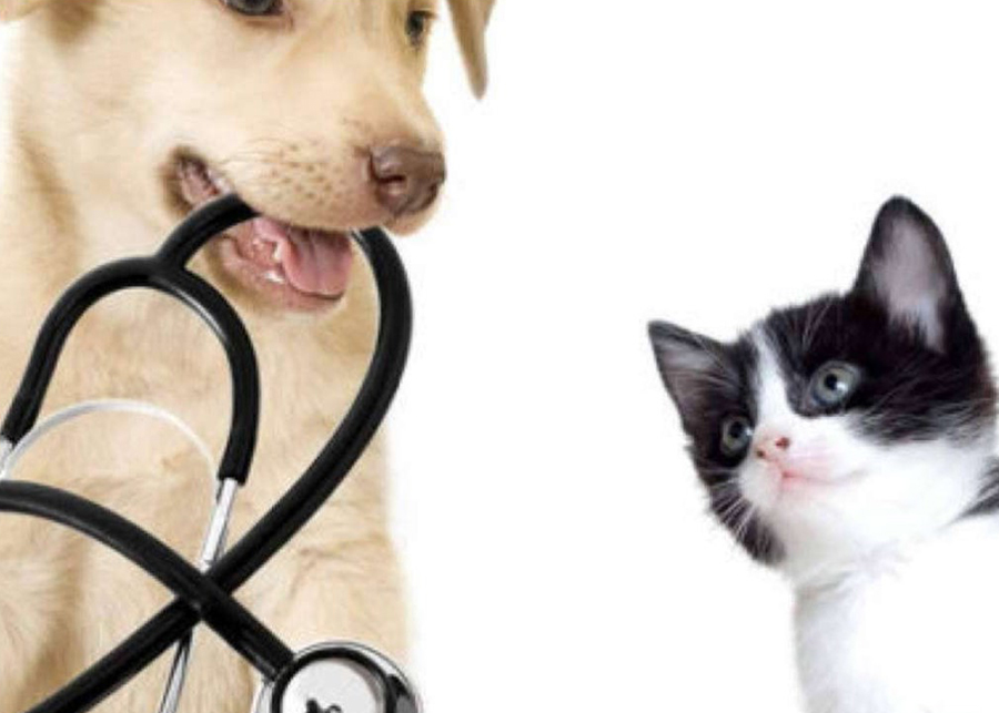 Benefits of Spaying Or Neutering Pets