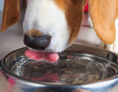 How Much Water Should a Dog Drink?