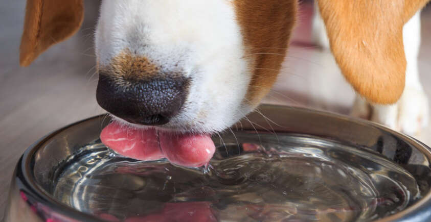 How Much Water Should a Dog Drink?