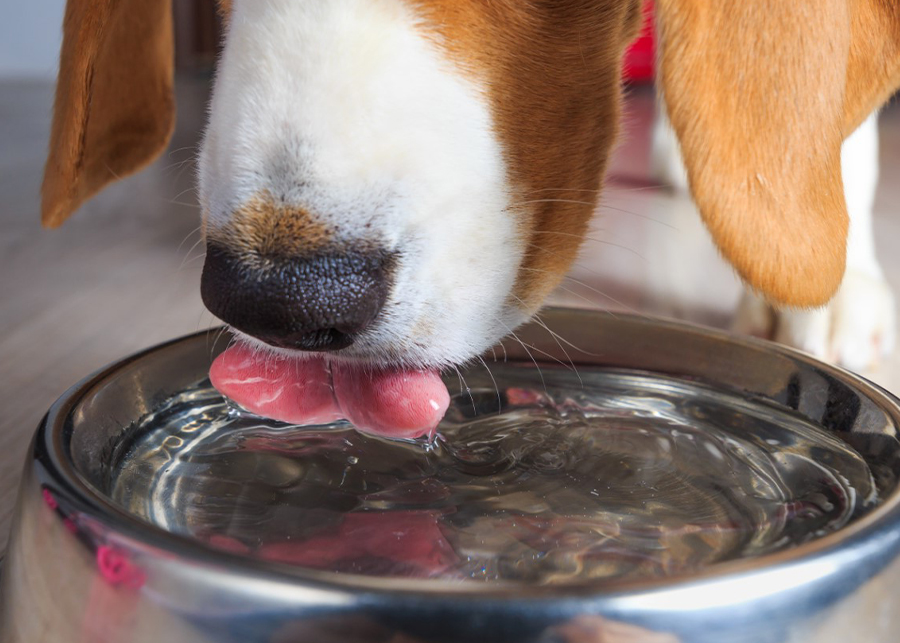 How Much Water Should a Dog Drink?