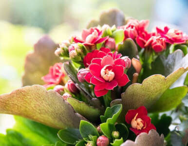 Kalanchoe Care