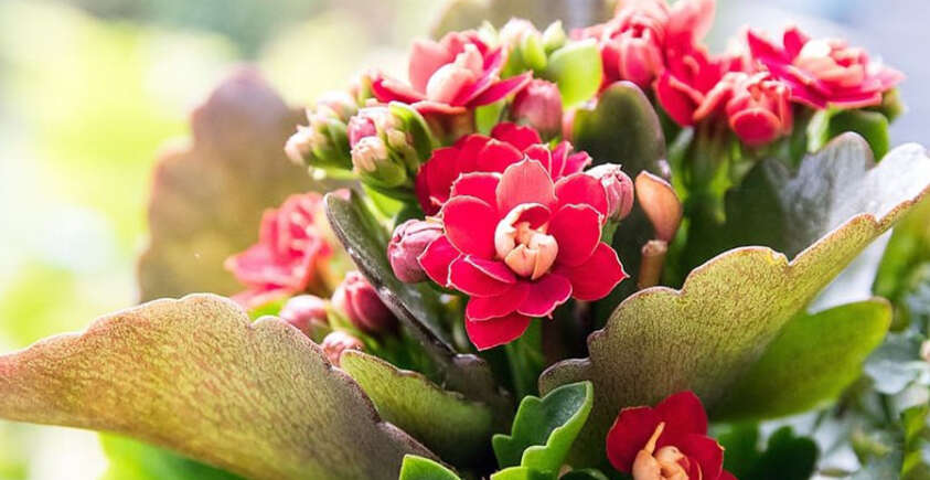 Kalanchoe Care