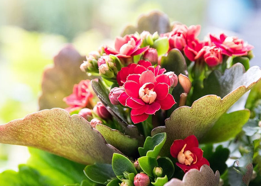 Kalanchoe Care