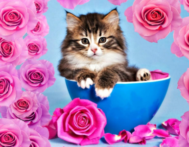 Are Roses Safe For Cats?