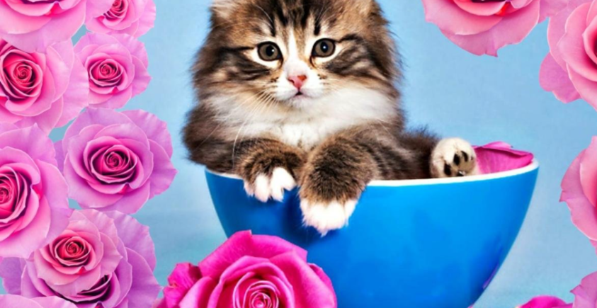 Are Roses Safe For Cats?
