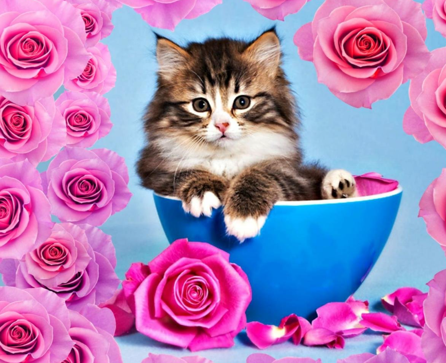 Are Roses Safe For Cats?