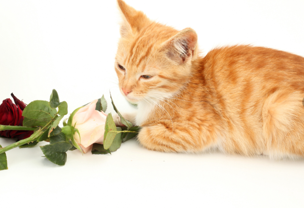 Are Roses Safe For Cats?