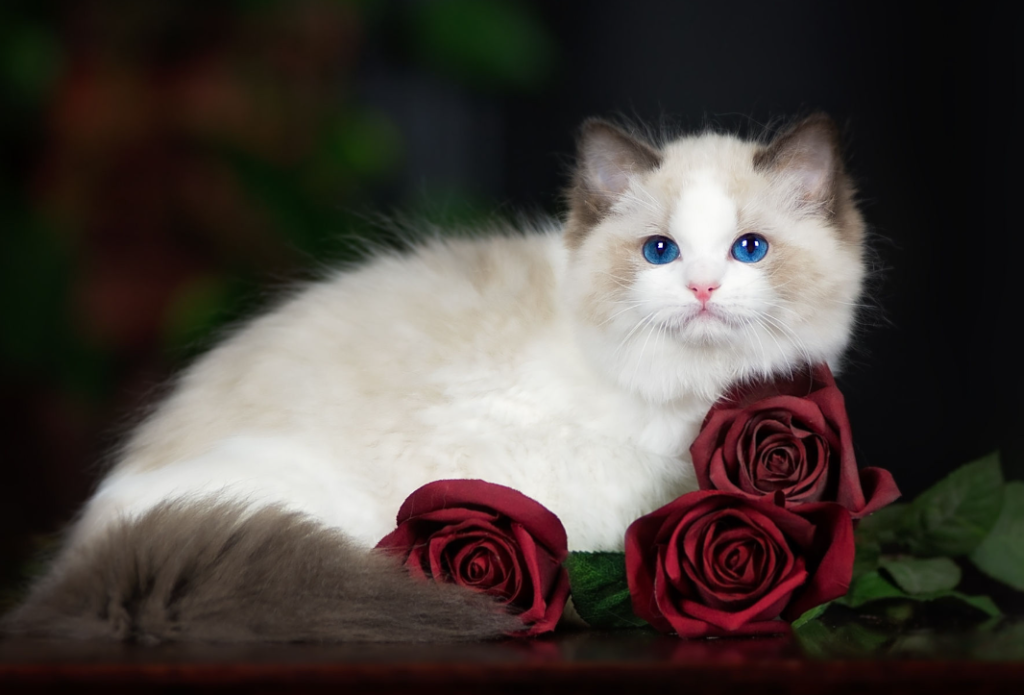 Are Roses Safe For Cats