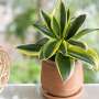 Snake Plant: Nature’s Air Purifier